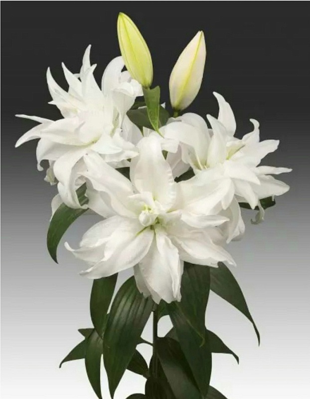 Лилия Полар Стар 